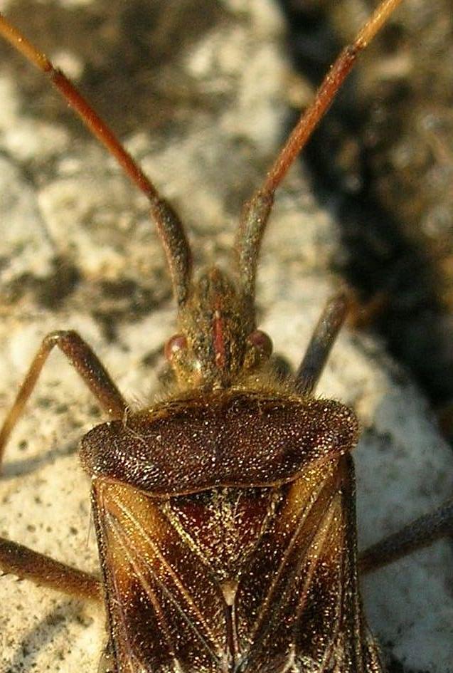 Leptoglossus occidentalis